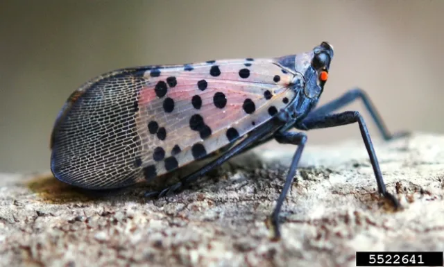 Adult insect with pinkish wings that have black patterning and dots resting on bark.
