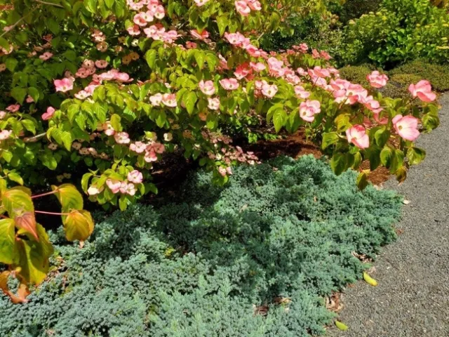 Juniper Blue Stal with Cornus Radiant Rose