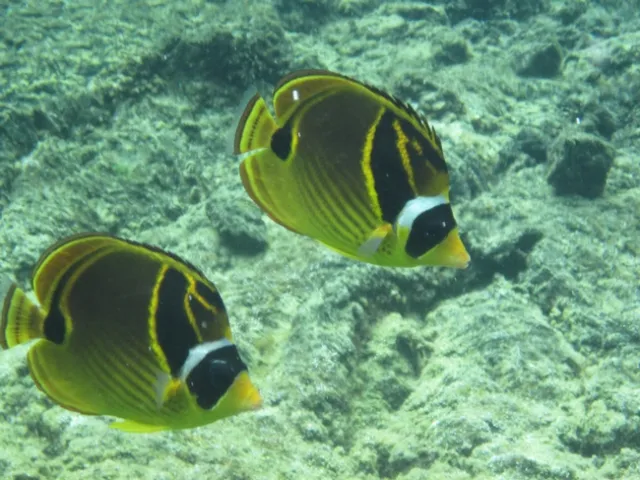 WaiOPae marine reserve, circa 2011