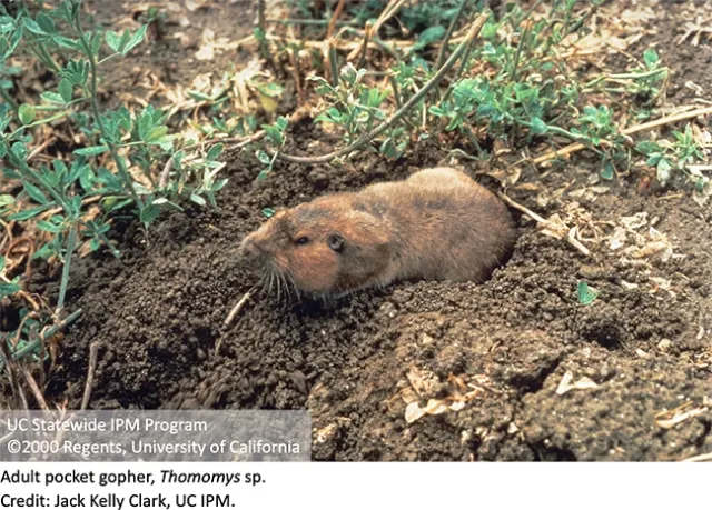 Adult pocket gopher
