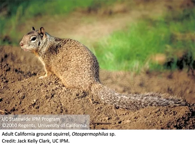 ground squirrel Adult California ground squirrel