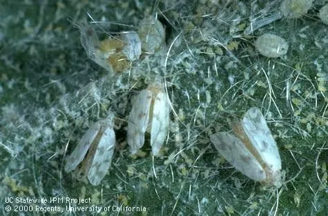 Three white and orange insects with waxy strands covering a leaf.