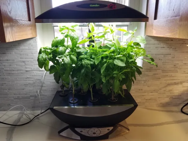 Hydroponically grown basil.