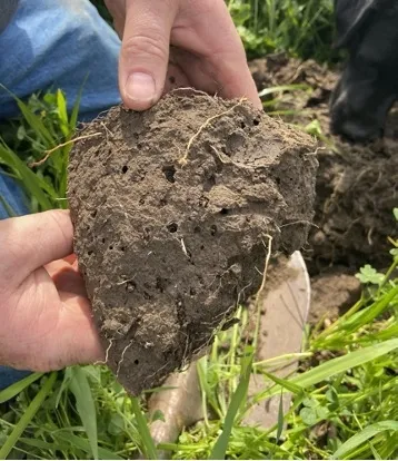 Daniel in his walnut orchard - dug up a sample of his soil after years of cover cropping