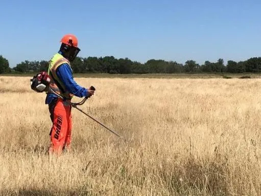 Knapweed control with a brush cutter. (Photo: Dawn Cunningham)