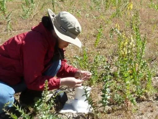 Person releasing weevils for the biological control of Dalmatian toadflax. (Photo: Lincoln Smith USDA-ARS)