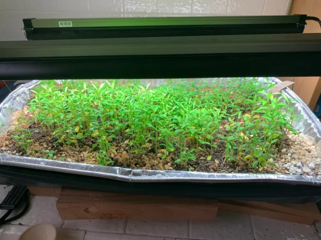 A tray of young milkweek seedling plants.