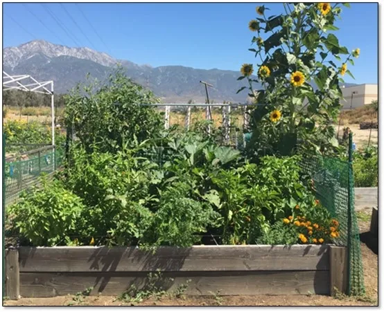 Debbie's raised bed at the Root 66 Community Garden