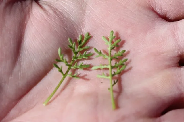 662AC621-D138-4744-AE39-25BCC1FF2083 1 105 c