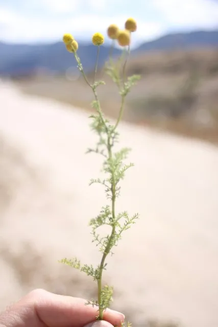 C8E11810-F9BA-4A86-8BE3-F649676FD8E2 1 105 c