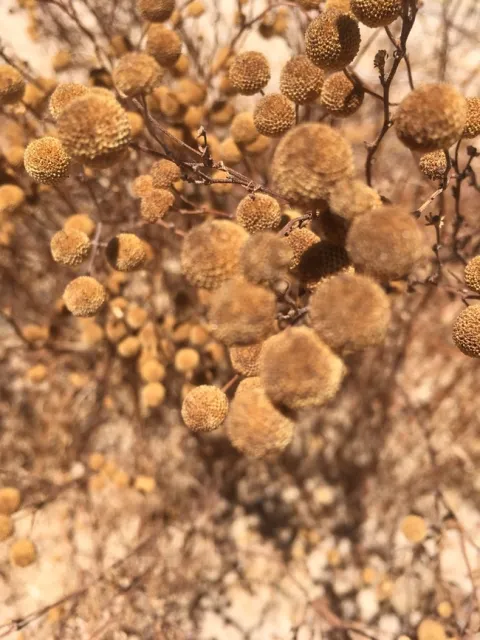 27D7A460-5201-4D89-85CB-74D748ABA95B 1 105 c