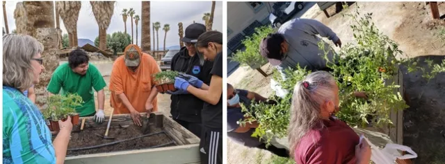 A'Avutem (Elders) Garden planting and harvesting in 2020