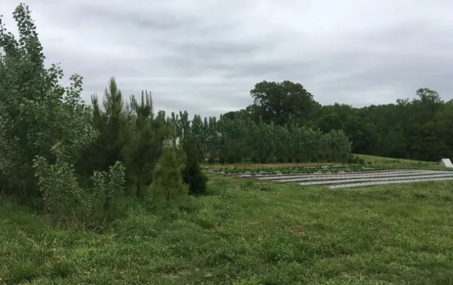 Vegetation barrier2 (1)