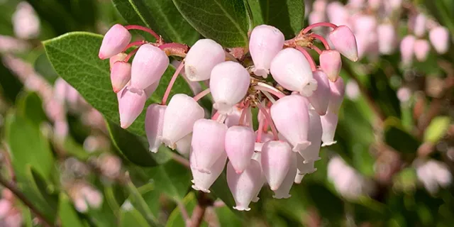 Arctostaphylos (manzanita)