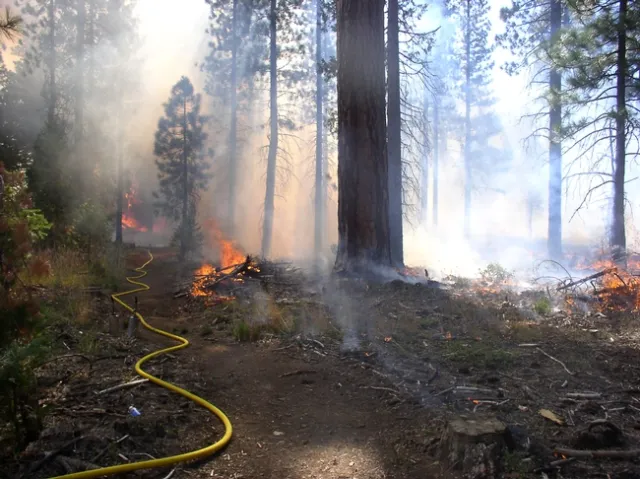 A low severity prescribed fire consumes understory plants and branches on the forest floor, but leaves the mature trees intact. (Photo: Susie Kocher)