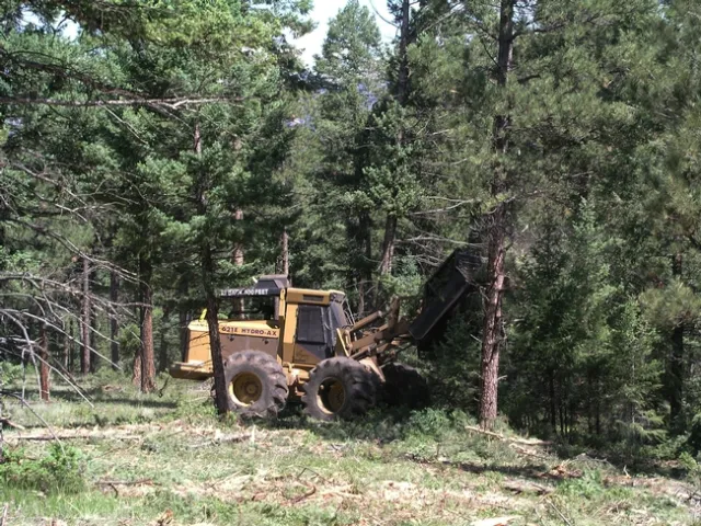 A masticator head is being lowered onto small trees to shred them. (Photo: Michael Bataglia)