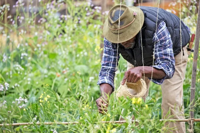 Always wash your hands before and after harvesting, and wash your produce in running water to mitigate a potential risk, (Photo: Evett Kilmartin)