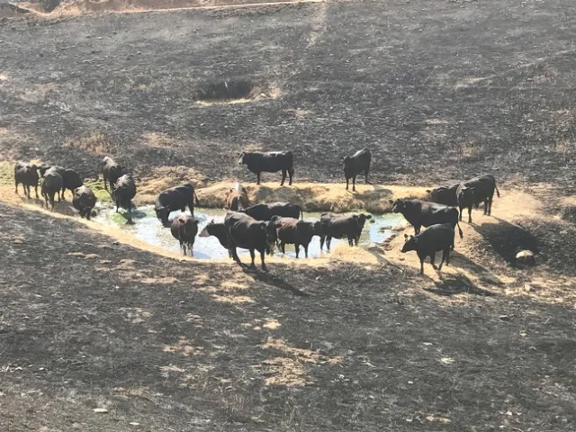 Black cows stand in and around a watering hole surrounded by bare ground.