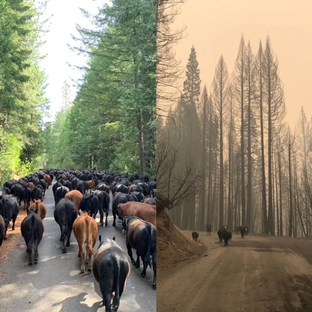 On the left, tall, sunlit green evergreen trees flank the road packed with black cows and brown cows. On the right, 6 black cows walk down the road flanked by tall, burnt trees through brown smoke-choked air.