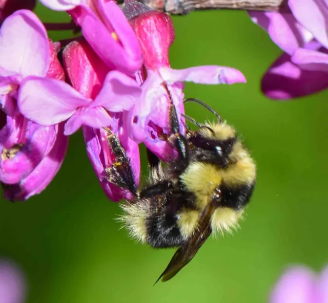 Black-tailed Bumble bee (B. melanopygus) on redbud, John Whittlesey