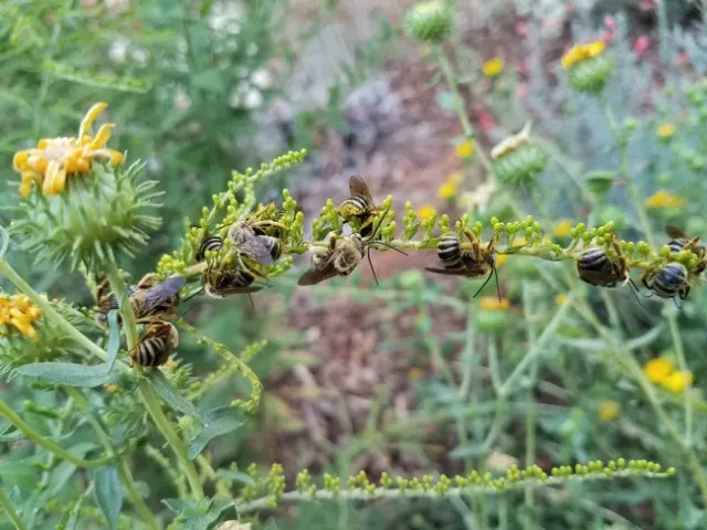 Sleeping Melissodes on goldenrod, Jeanette Alosi