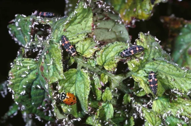 Lady beetle adult with several lady beetle larvae, Jack Kelly Clark