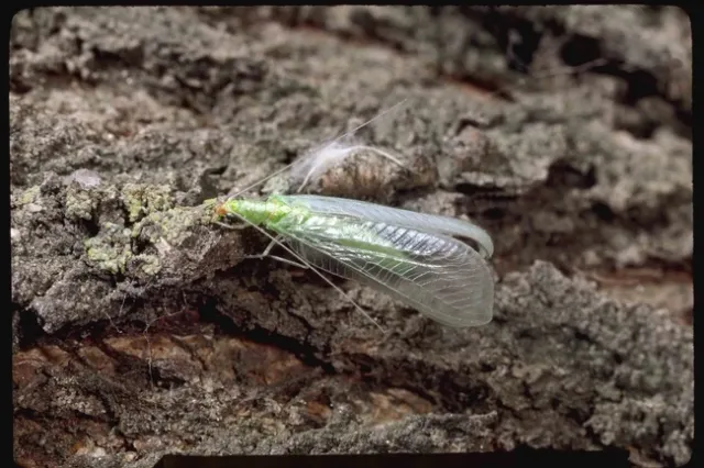 Green lacewing, Jack Kelly Clark