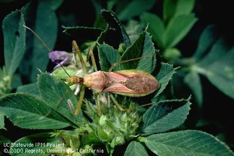 Assassin bug, Jack Kelly Clark