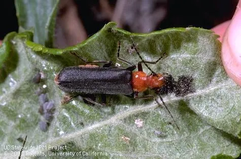 Adult soldier beetle, Jack Kelly Clark
