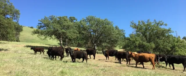 Figure 2. WCLC's cattle.