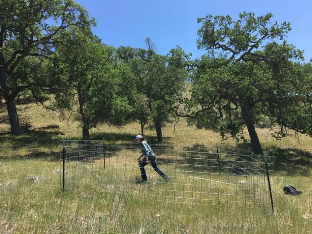 Figure 3. Setting up line-point intercept transect in grazing exclosure.