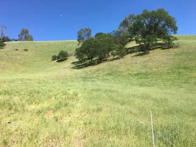Figure 4. Single strand electric fence keeps the cattle in the field.