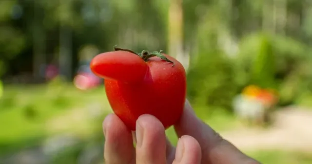 Horn/nose development on tomato fruit (Credit: N Volesky)