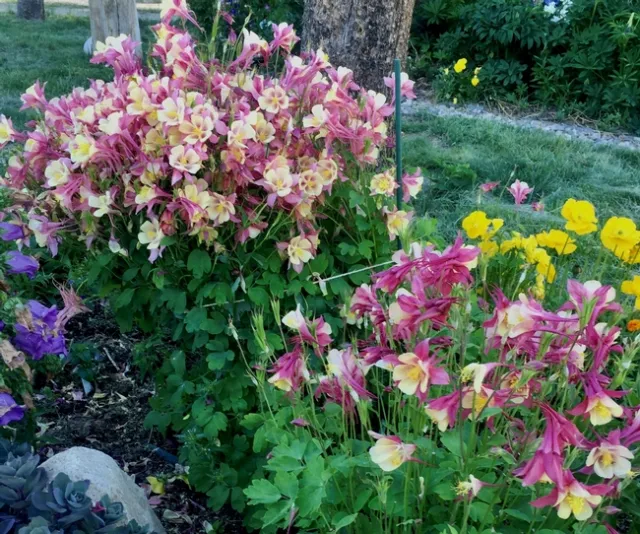 Photo by Ardis Neilsen