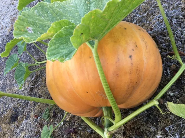 Photo by Linda Lewis Griffith