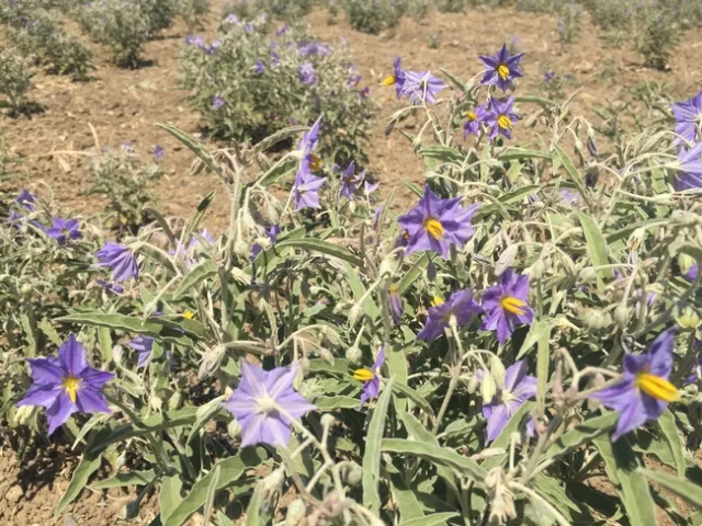 Silverleaf nightshade plants