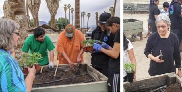 Left, Torres Martinez Desert Cahuilla Indian Tribe members plant vegetables in the A'Avutem (Elders) Garden. Right, Chutima Ganthavorn observes the planting.