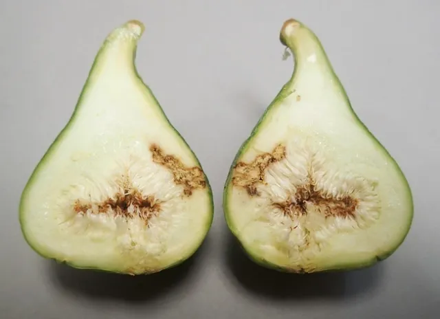 black fig fly damage
