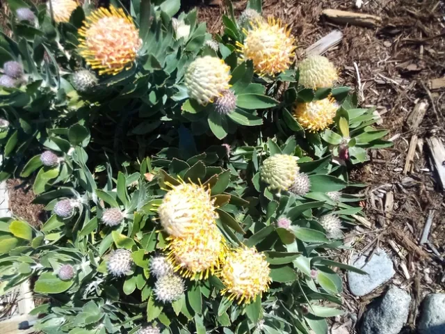 Photo by Leonard Cicerello