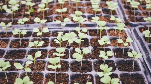 Seeds germinating