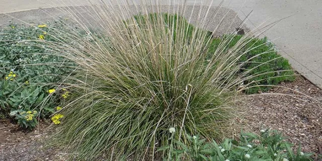 Muhlenbergia rigens (Deergrass)