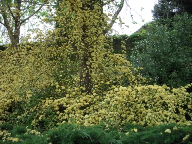 Lady Banks climbing a tree in Vacaville. photo by Launa Herrmann