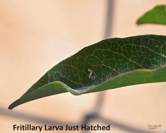 Fritillary Larva Just Hatched 1500 x 1200