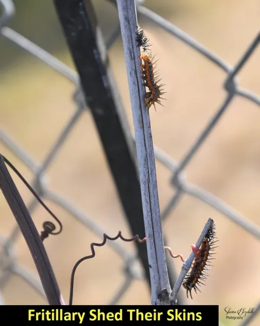 Fritillary Larva Shed Their Skins 1200 x 1500