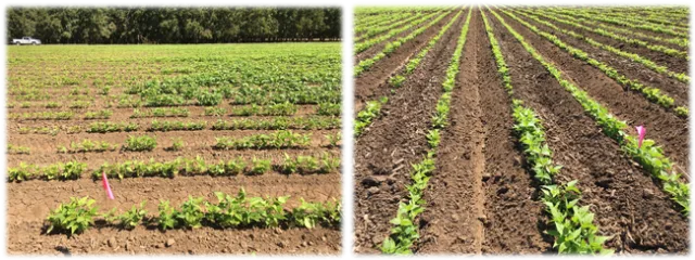 2021-8-6 WOR article Fig 2