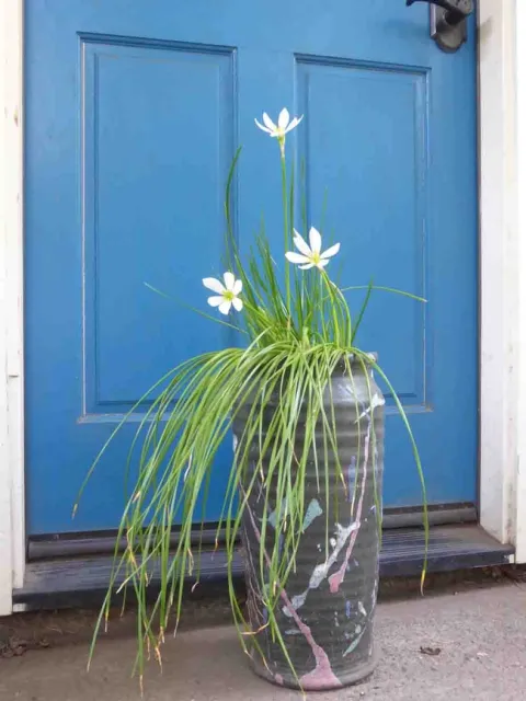 Zephyranthes candida - rain lilies by J.C. Lawrence