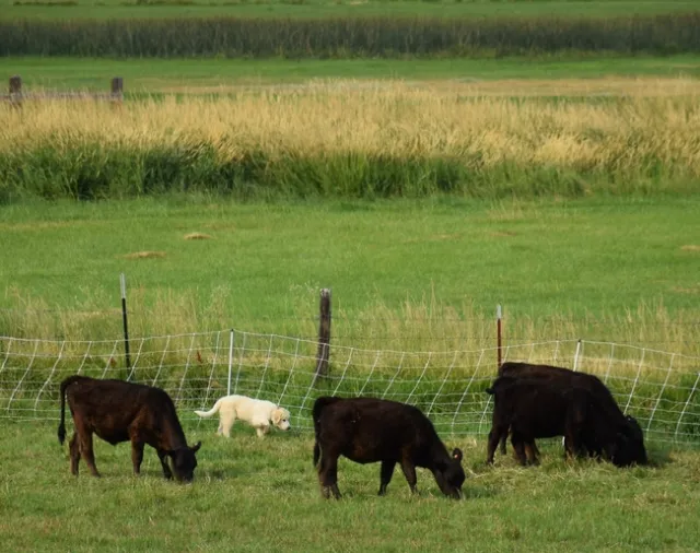 Sam with his calves.