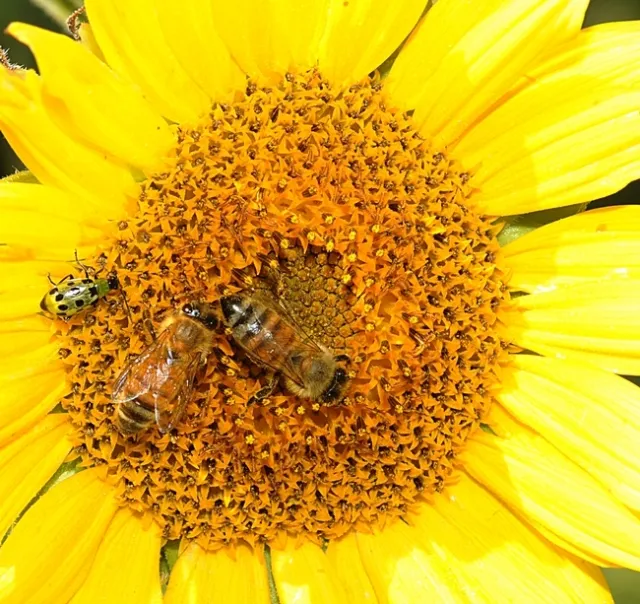 Honey bees sharing a sunflower with a spotted cucumber beetle. (Photo by Kathy Keatley Garvey)