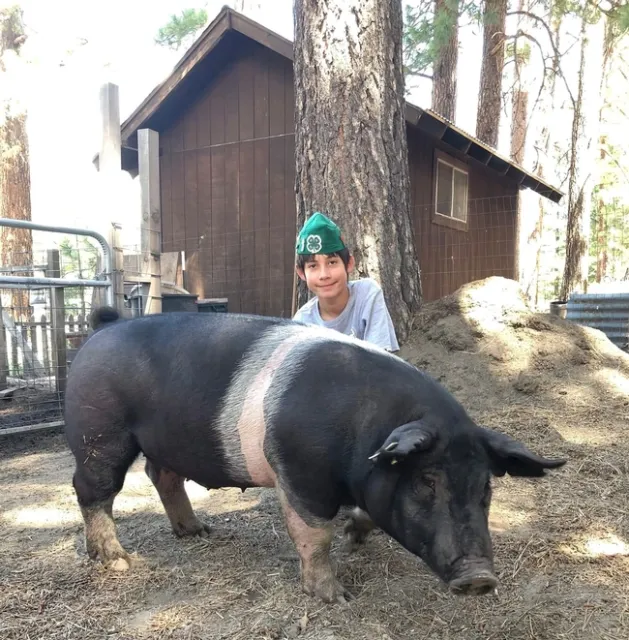 Treasure Mountain 4-H member Eddie with his barrow Wally.
