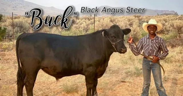 Joshua, wearing a cowboy hat, stands beside a solid black steer.
